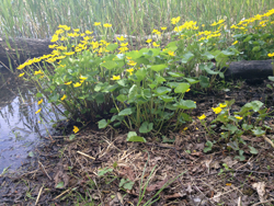 Gula blommor vid vattenbryn.