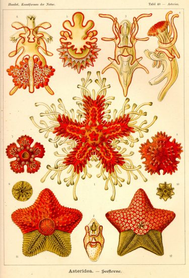 Haeckel Asteridea. Konstformer i naturen, Ernst Haeckel (1904)