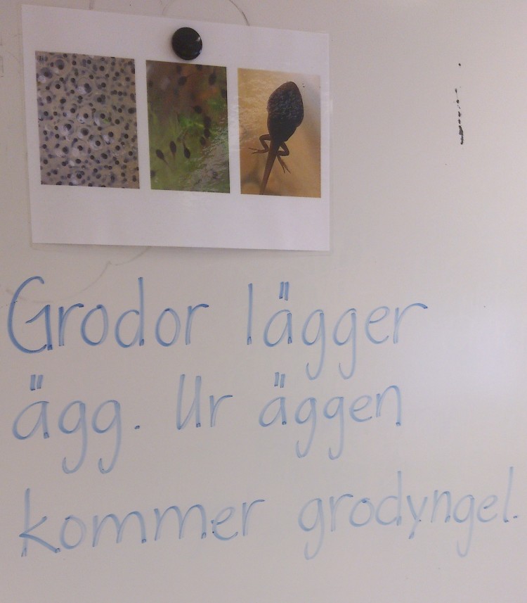 Fakta om grodor på tavla.