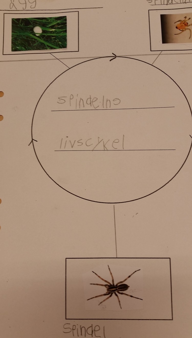 Ifylld tabell över spindelns livscykel.