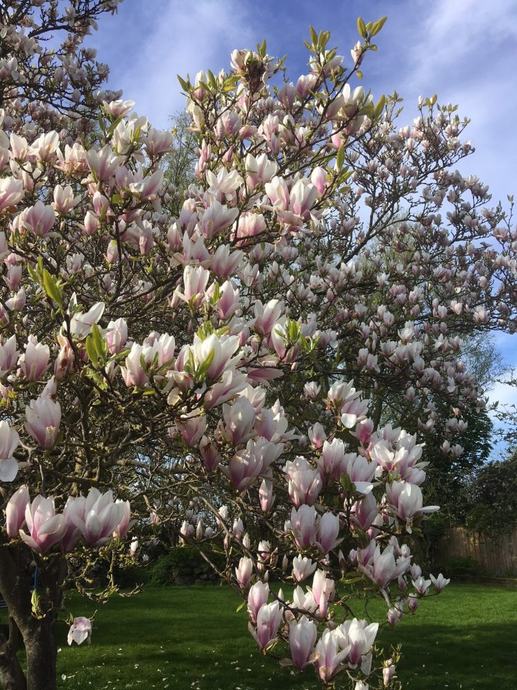 Blommande magnolia.