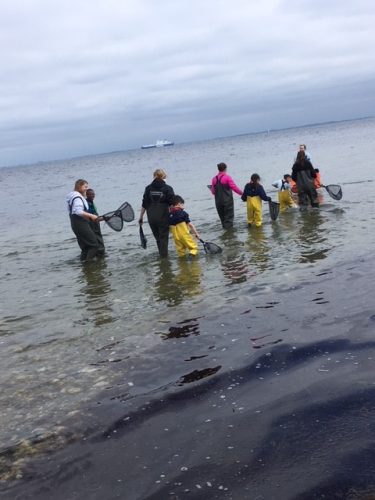 Vuxna och barn vadar ut i havet klädda i vadarbyxor.