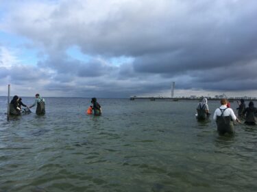 Personer i vadarbyxor står i vattnet i Öresund.