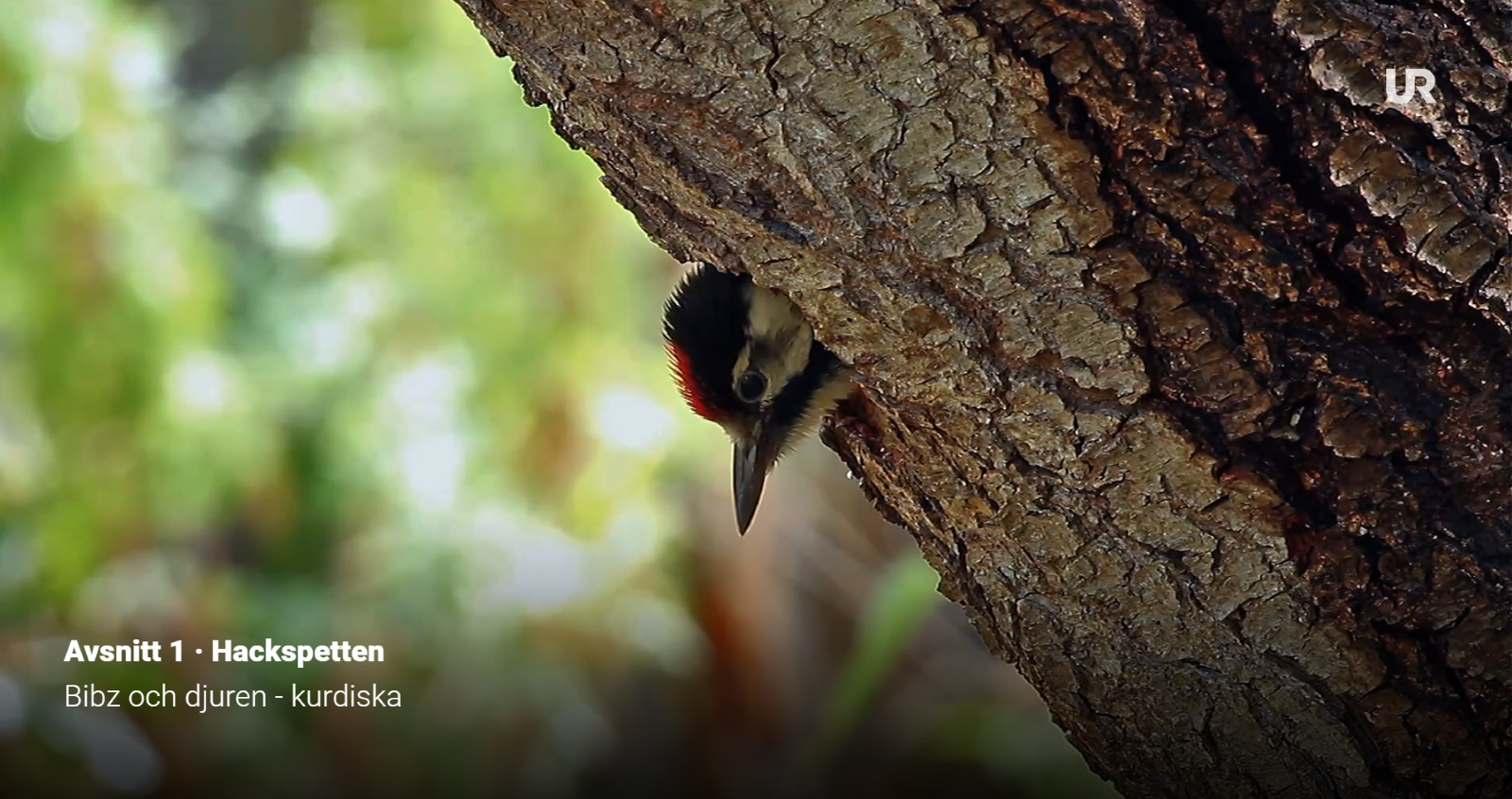 En hackspett kikar fram ur ett träd.