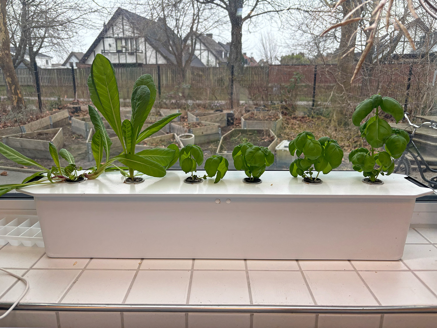 Sex gröna plantor sticker upp ur en odlingslåda som står i ett fönster.