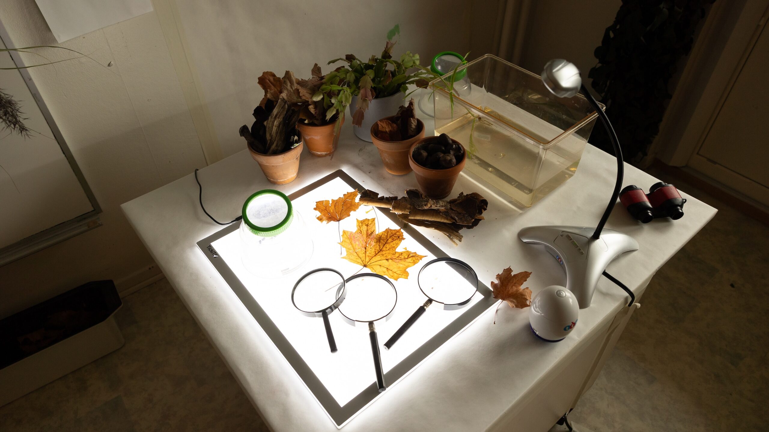 Ett ljusbord med förstoringsglas och löv på.