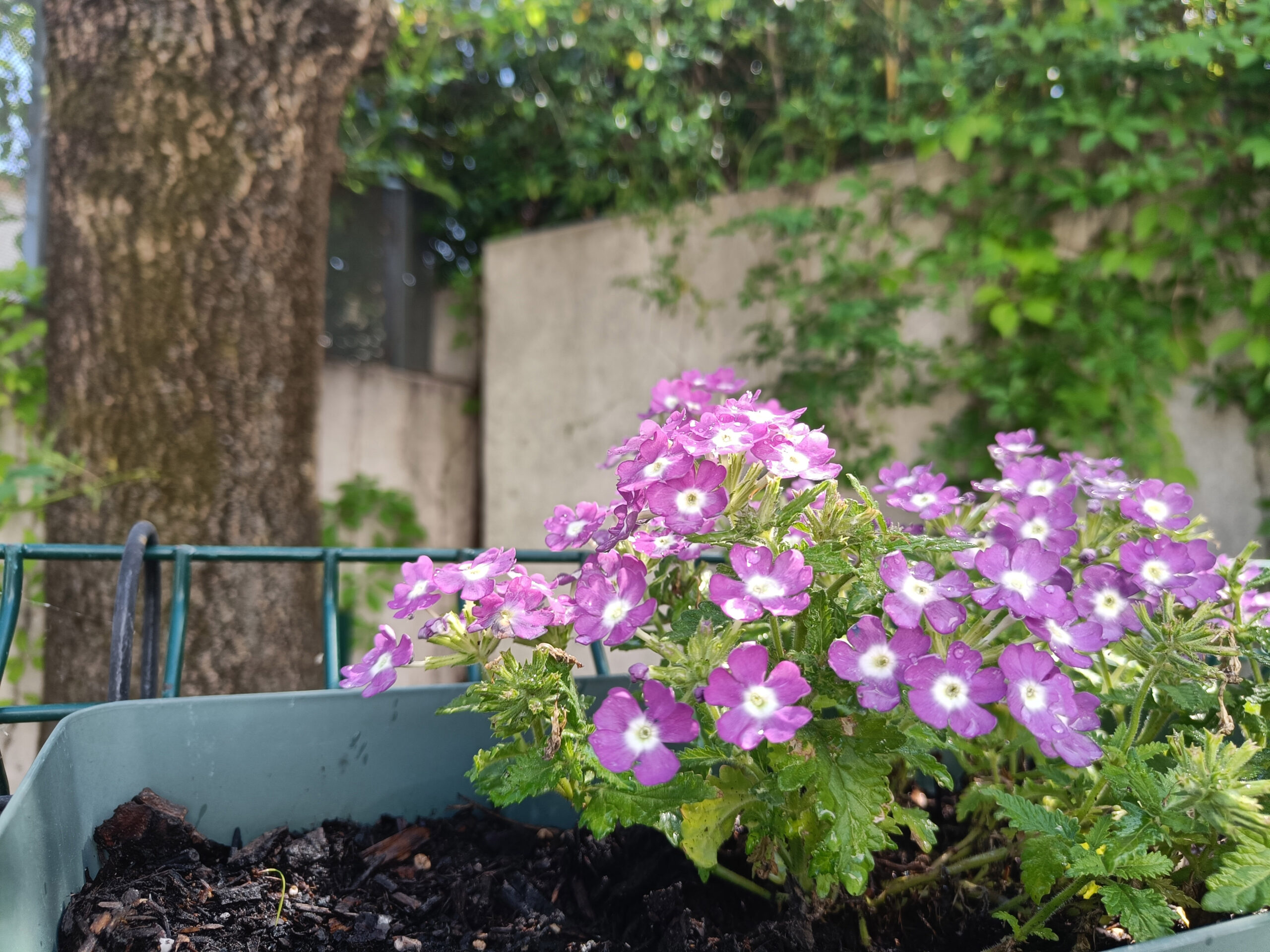 Närbild på lila blommor som slagit ut i en blomlåda.