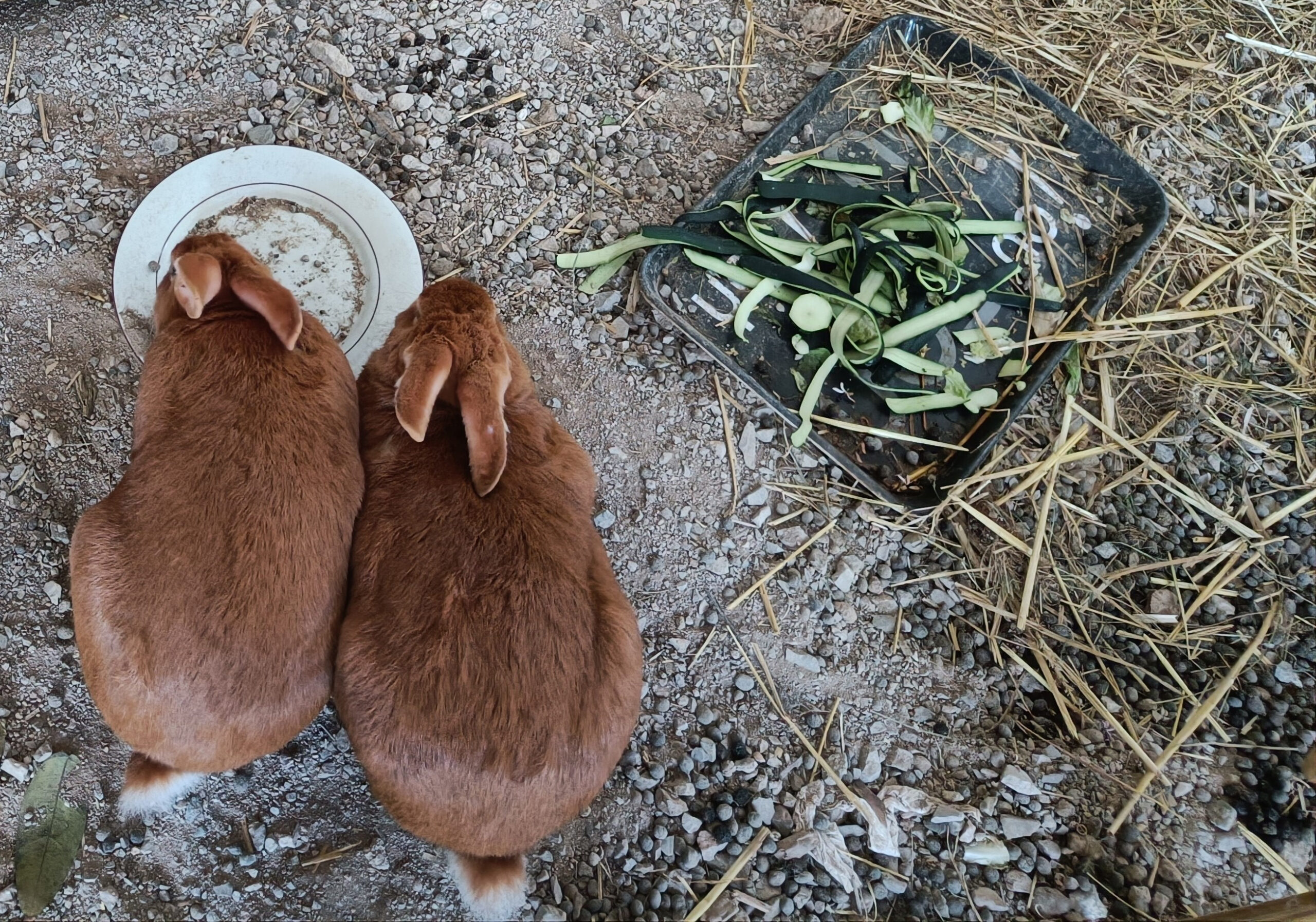 Två brunar kaniner äter mat från en tallrik. De har bland annat fått skal från gurkor att kalasa på.