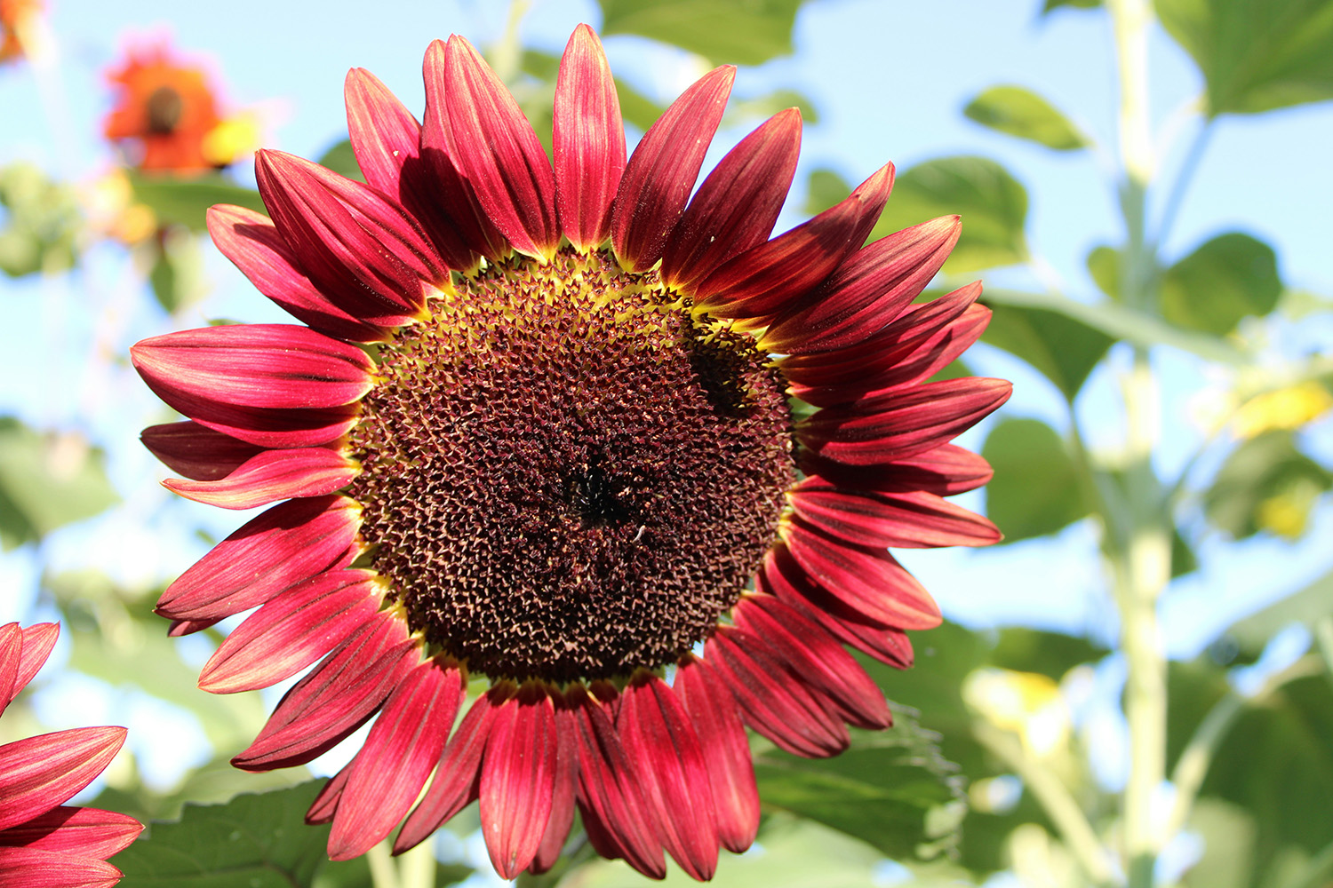 Mörkröd solros i motljus med tydliga kronblad och mörk frömassa mot blå himmel och gröna blad.