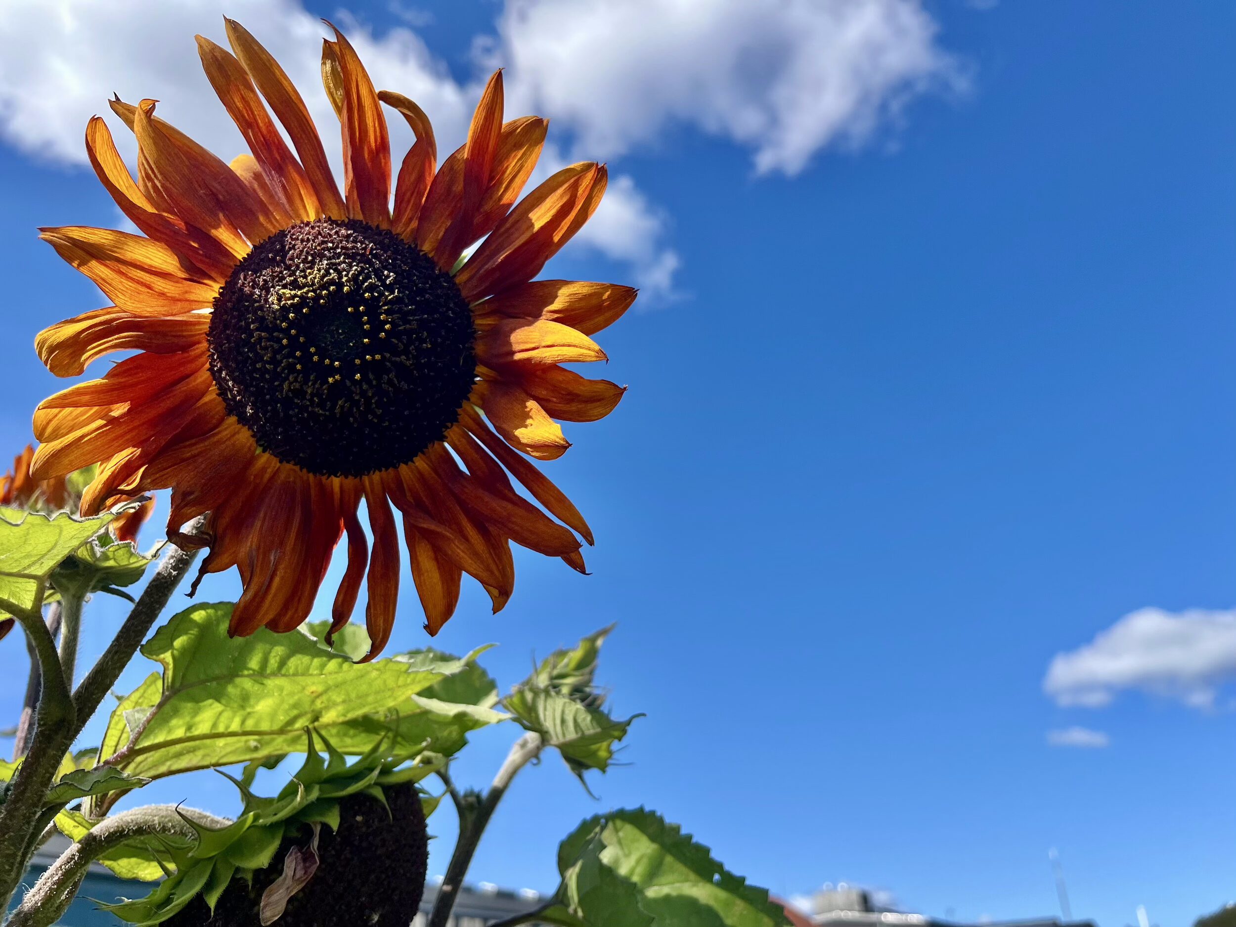 En mörkorange solros i motljus står mot en klar blå himmel.