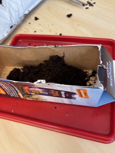 Mjölkkartong med jord i.