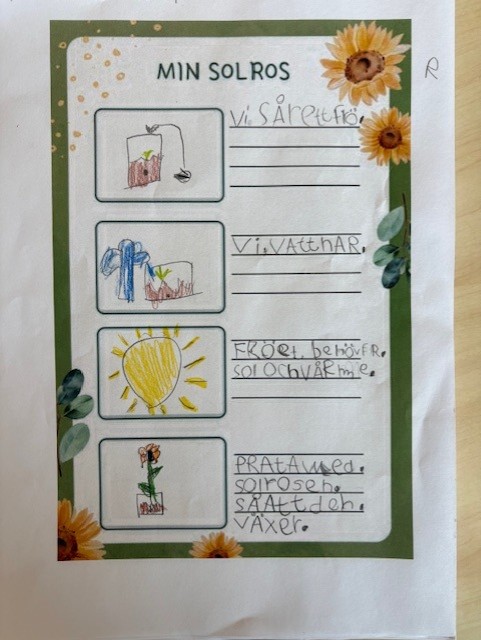 Papper med teckningar och text om solrosens livscykel.