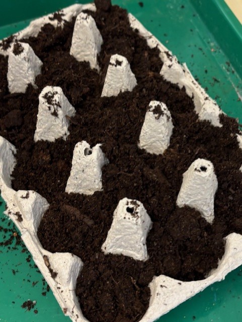 äggkartong med jord och frön.