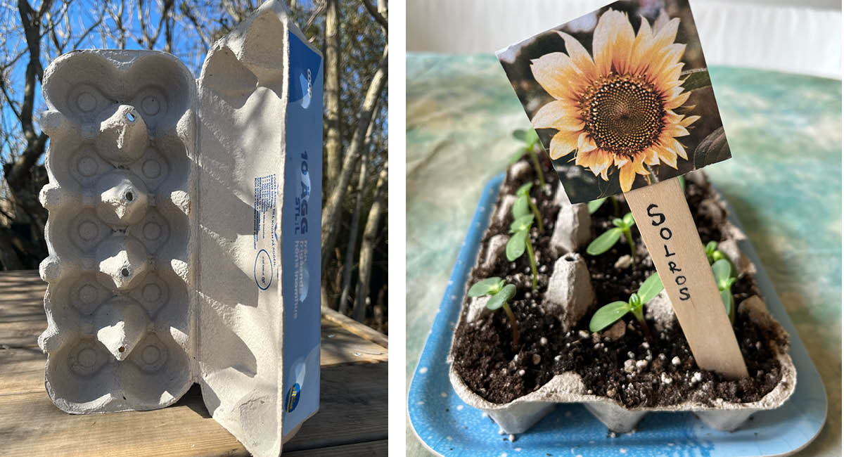 Kollage med en tom äggkartong utomhus och en äggkartong fylld med jord och små solrosskott, markerad med en skylt med en solrosbild.