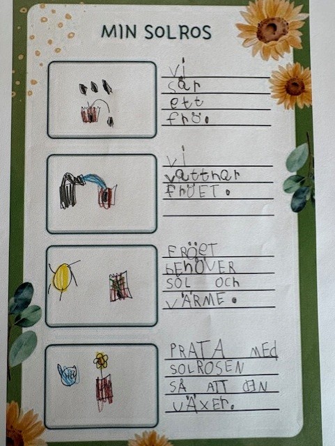 Text och teckning om solros.