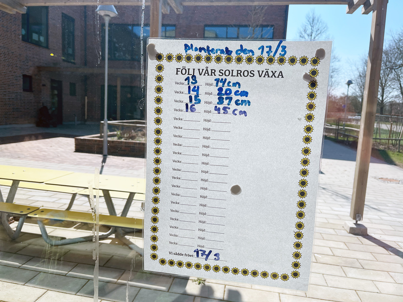 Dokument uppsatt i ett fönster med rubriken Följ vår solros växa och handskrivna noteringar om plantans höjd över flera veckor.