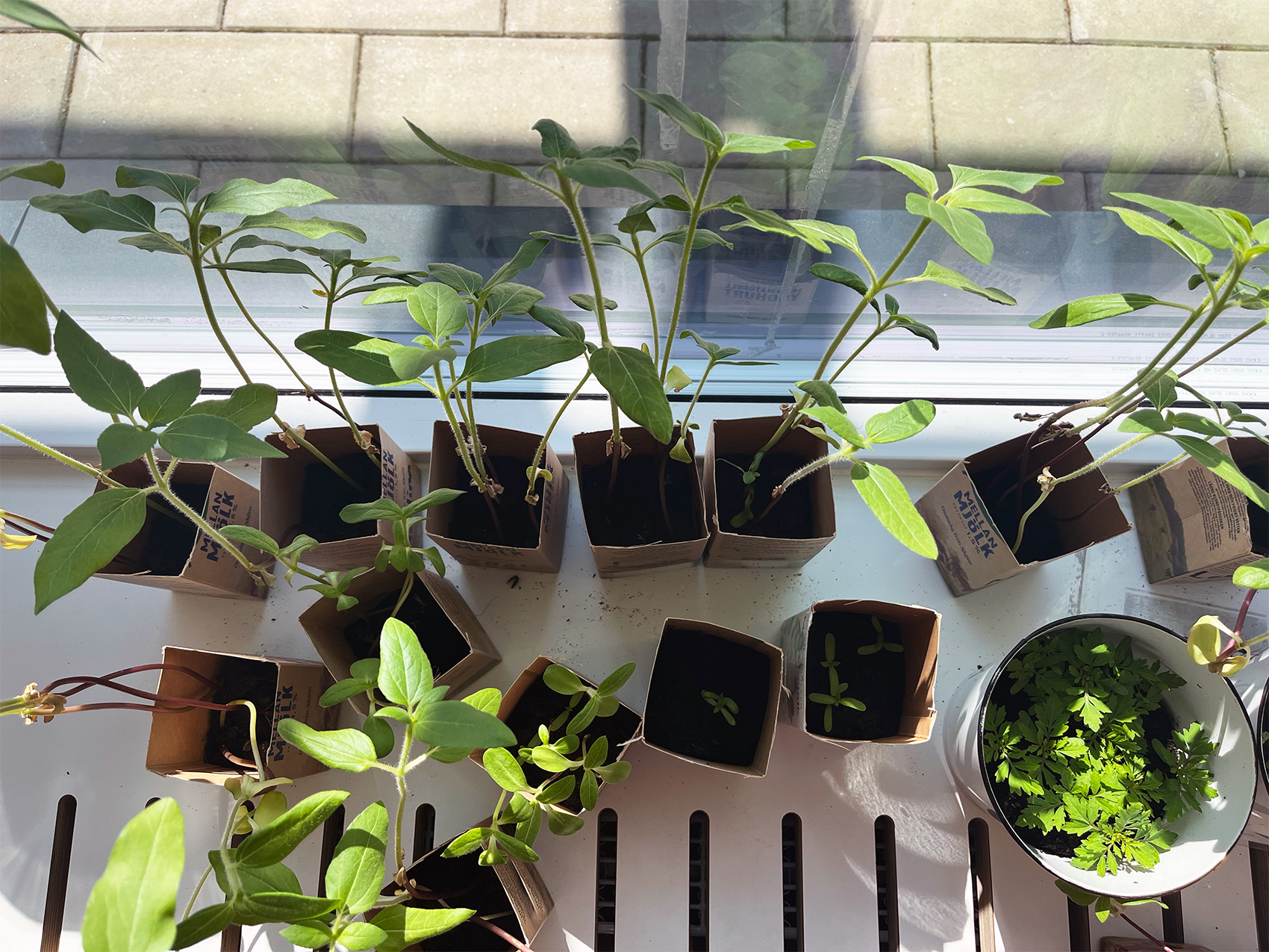 Små plantor som växer i återbrukade kartongkrukor placerade på ett fönsterbräde i dagsljus.