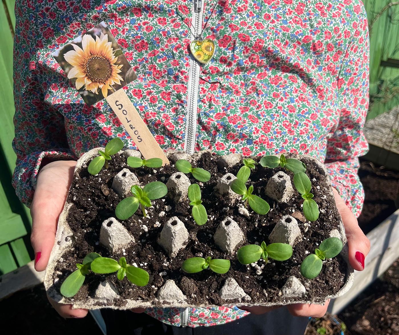 En äggkartong där det finns jord och flera små solrosskott. Även en skylt med en solros.