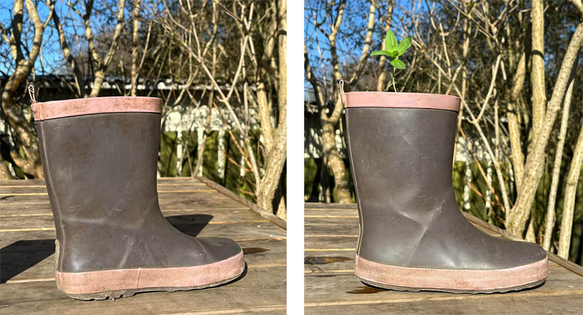 Kollage med en tom gummistövel och en likadan stövel med en liten planta som sticker upp ur öppningen.