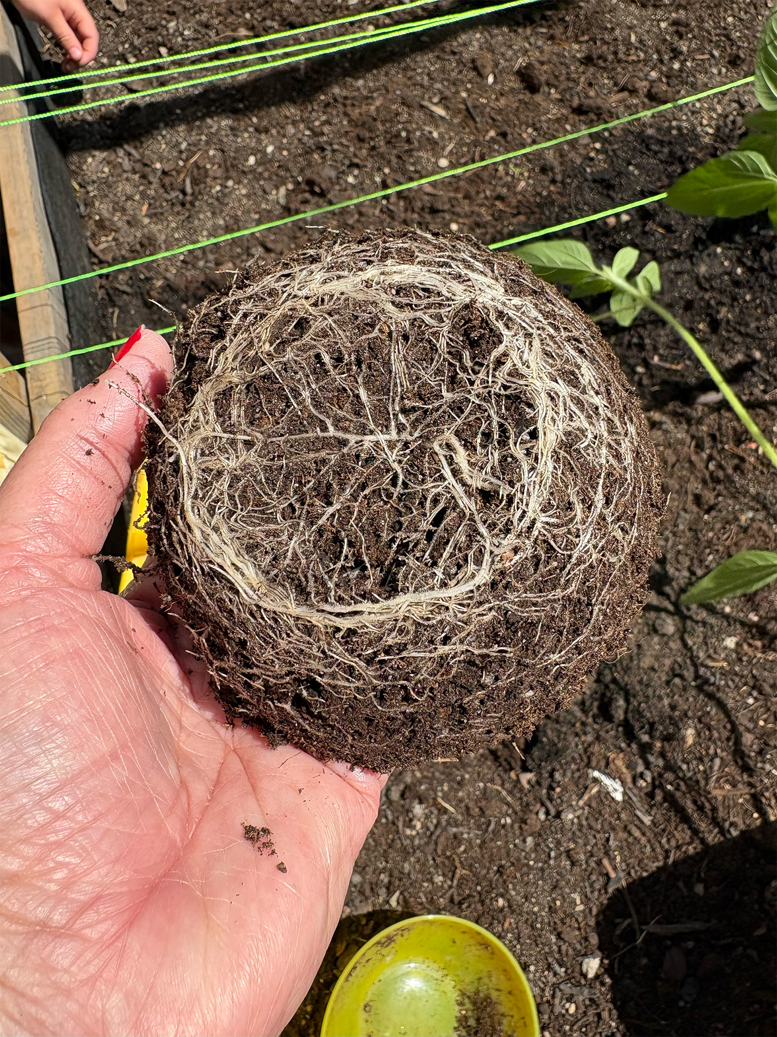 Hand håller en rotklump med tätt sammanvävda rötter ovanför en odlingsbädd med jord och små plantor.