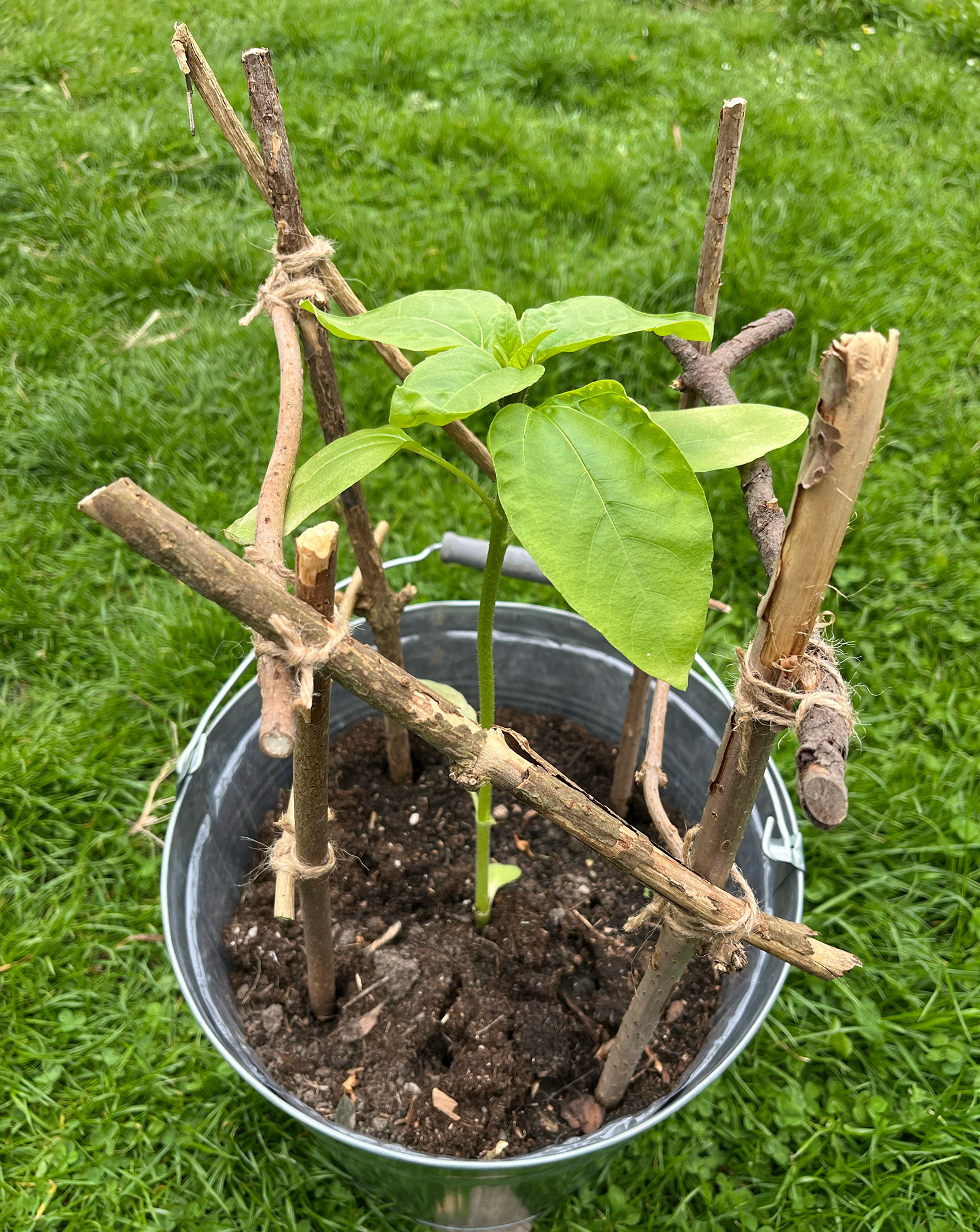 Liten planta i en metallhink stödd av pinnar ihopbundna med snöre, placerad på gräs.