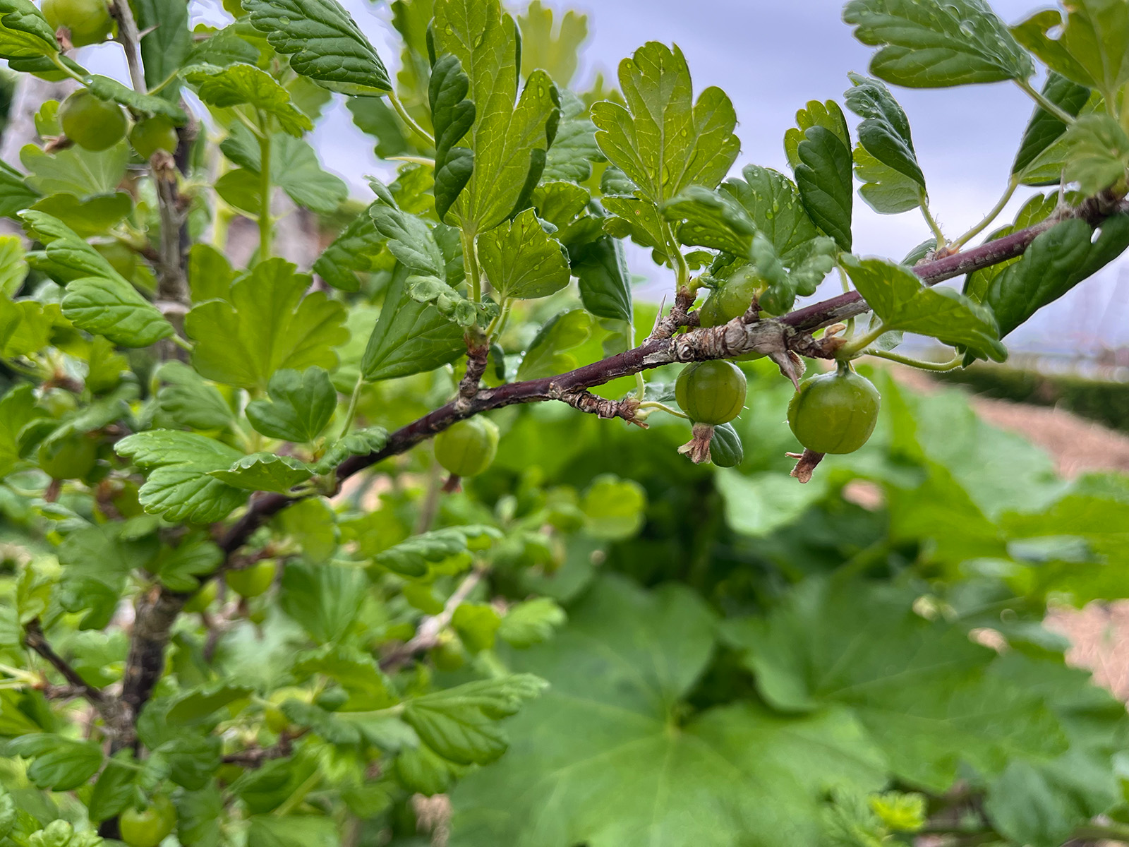 Närbild av krusbär som växer på en gren med gröna blad och suddig trädgårdsmiljö i bakgrunden.