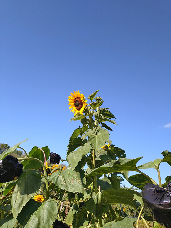En solros mot en blå himmel.