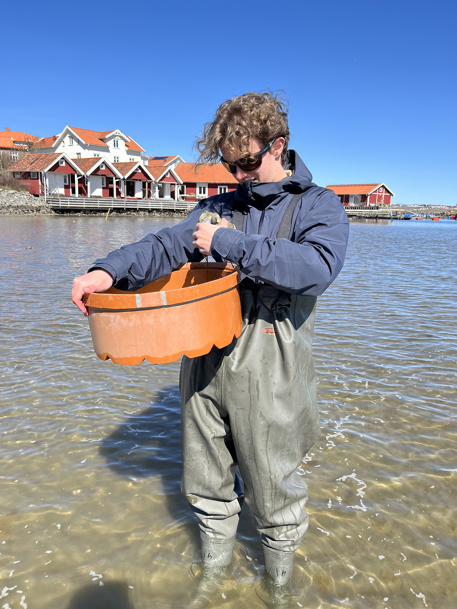 Person i vadarbyxor står i grunt havsvatten och håller en plastbalja, med röda sjöbodar och hus vid stranden i bakgrunden.