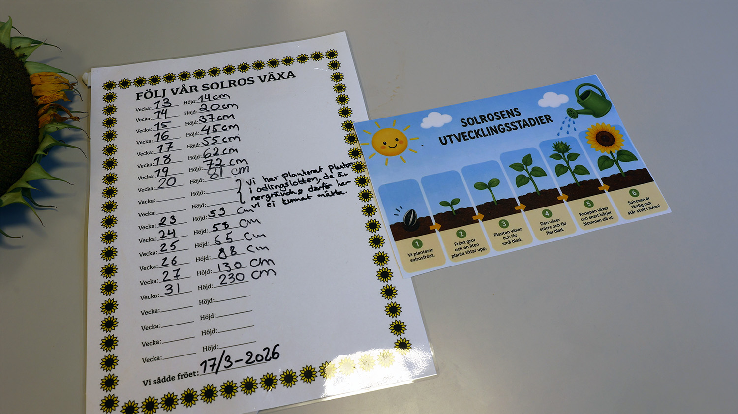 En lista med mått över hur solrosen har växt. Även illustration om hur en solros utvecklas, som barnen kan titta på.
